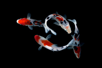 Koi Fish doitsu Black background