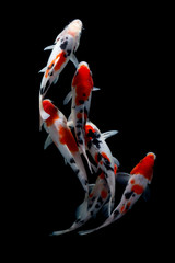 Koi Fish doitsu Black background