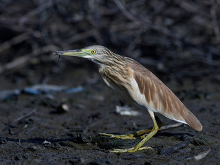 Squacco heron (Ardeola ralloides)