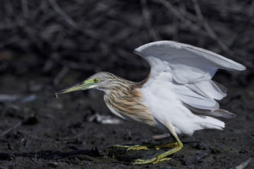 Squacco heron (Ardeola ralloides)