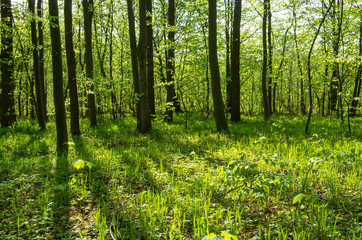 Forest trees. Nature green wood sunlight backgrounds