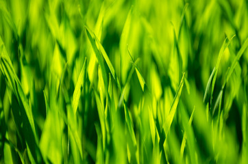 green grass background with selective focus