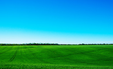 green field and blue sky