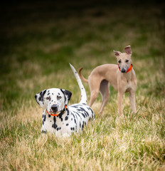 The Dalmatian