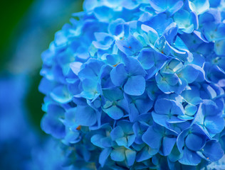 hydrangea flowers close up