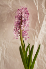 Hyacinth