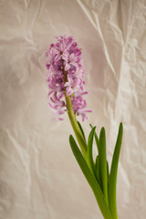 Hyacinth on paper background