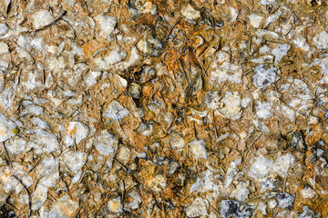 Vintage texture background. Old fallen leaves texture for background.