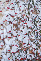 Background with bright red berries of mountain ash under snow
