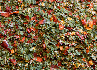 spices background with chili paprika and oregano