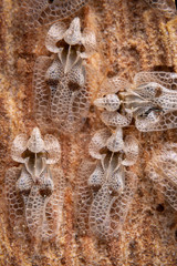 Corythucha Ciliata or sycamore lace bug pest