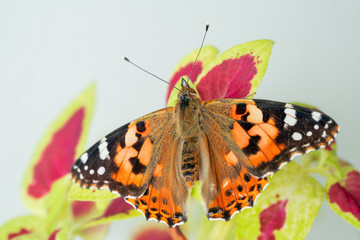 vanessa cardui butterfly on leaf