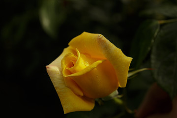 Blooming yellow rose. Closeup.