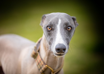 The Whippet