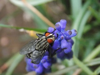 a fly on a purple flower