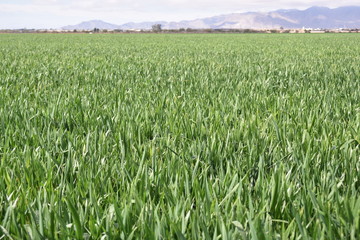 Arizona wheat field