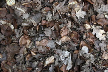 old leafs on the ground