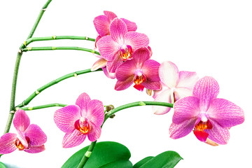 Orchid flowers head bouquet blossom isolated on white background. Branch of beautiful purple Phalaenopsis.