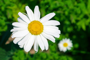 White garden daisies on a light blurry background are highlighted by the morning sun in the garden.