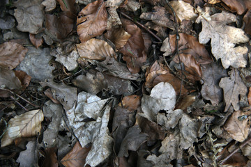 old leafs on the ground