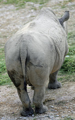 rhino photographed from behind the small tail in the savannah
