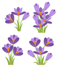 Fototapeta premium Purple crocuses. Crocus vernus Spring Crocus, Giant Crocus . Purple early spring flower. Flat vector illustration isolated on white background. Icon set