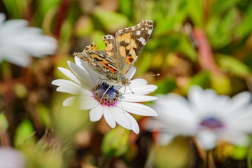 Painted lady eating in the white Osteospermum flower