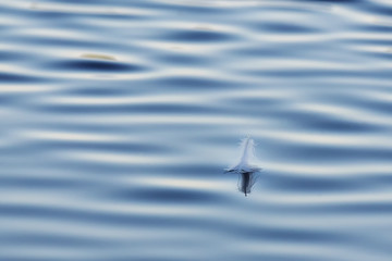 There is a Swan feather and its reflection on the surface of the water. The ripples on the water. The concept of lightness, dream and freedom. Feather floating on the waves. Copy space.