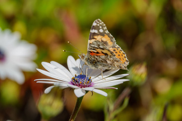 Painted lady eating in the white Osteospermum flower