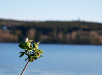 Ast vor Seeküste
