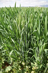 Arizona wheat field