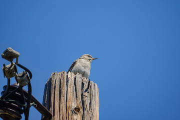 Obraz premium Northern Mockingbird sitting on an electricity pole