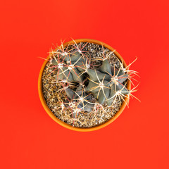 Barrel shaped cacti seen from above.