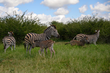 Fototapeta na wymiar Burchell’s Zebra herd with young foals in attendance