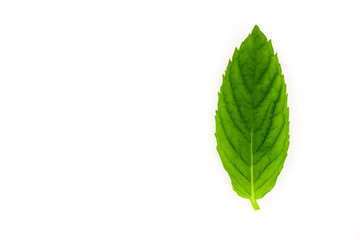 fresh mint leaf