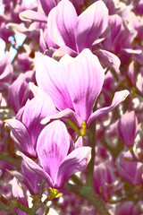 Fototapeta na wymiar Pink lila farbene Magnolie Blüten, am Strauch im Frühjahr