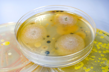 Colonies of mold fungi Aspergillus on Petri dish with nutrient agar, close-up view