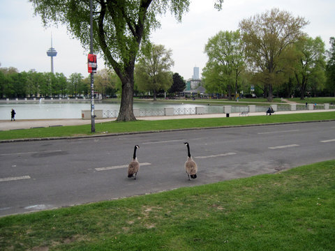 Birds in Cologne