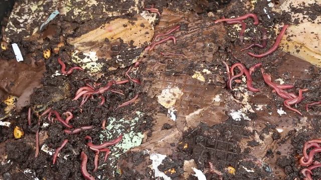 compost worms
