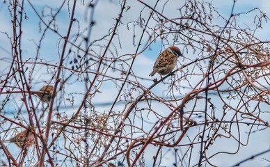 bird on blue sky background