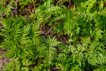 Naklejka na ściany i meble Green hemlock spotted plants (Conium Maculatum)