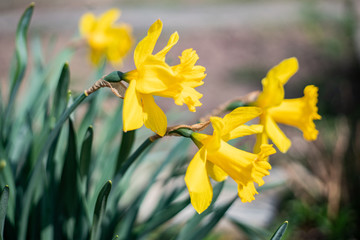 Fototapeta premium Yellow narcissuses against the blue sky in spring
