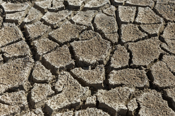 Drought. Dried bottom of lake river sea. Dead crabs dry from drought. Dry fractured soil of...