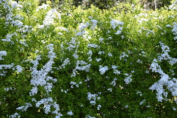 Fototapeta premium Thunberg spirea in full bloom.