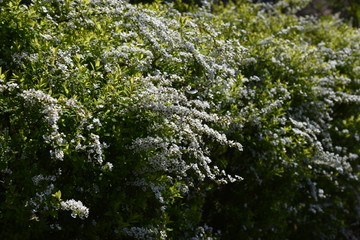 Thunberg spirea in full bloom.