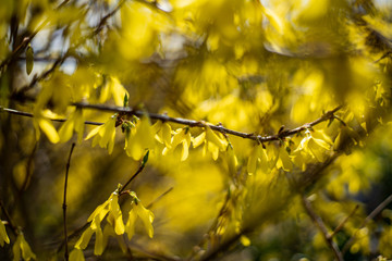 Spring blossoming forsythia with soft focus and blurry.