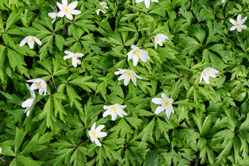 Small White Flowers in Green leaf Background