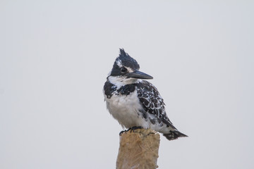 Pied Kingfisher