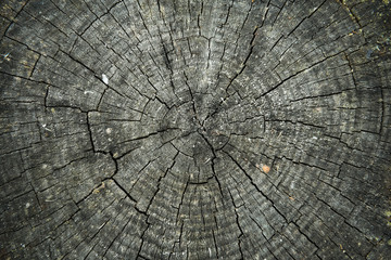 Wooden texture with cracks on the old stump close up for a natural abstract background.
