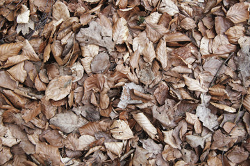 Old brown leafs on the ground texture